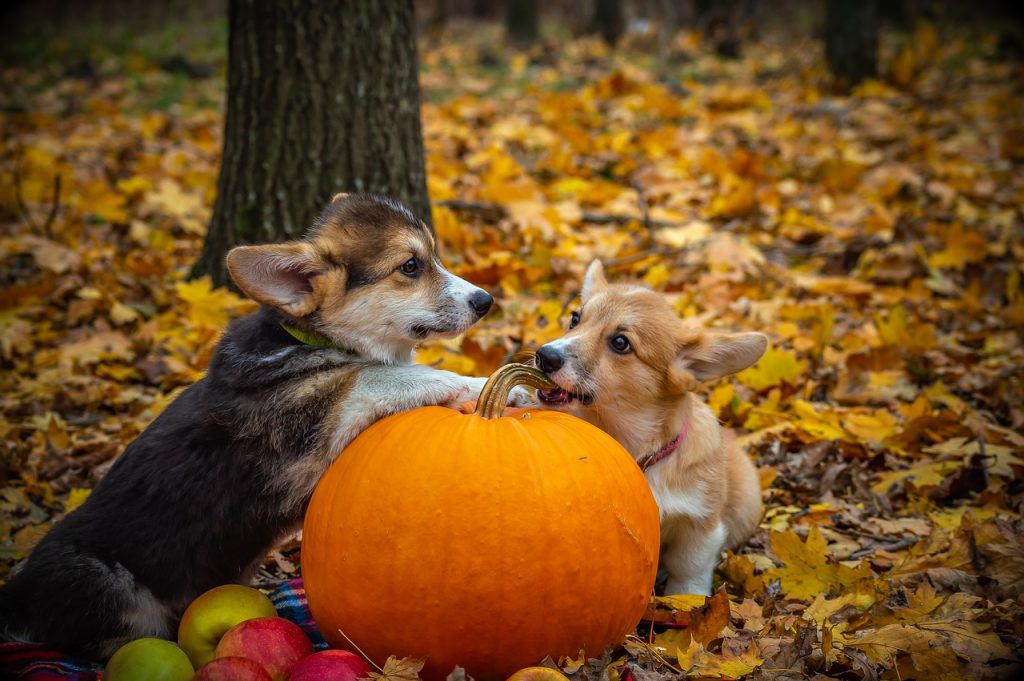 8 idées pour habiller votre animal de compagnie pour Halloween