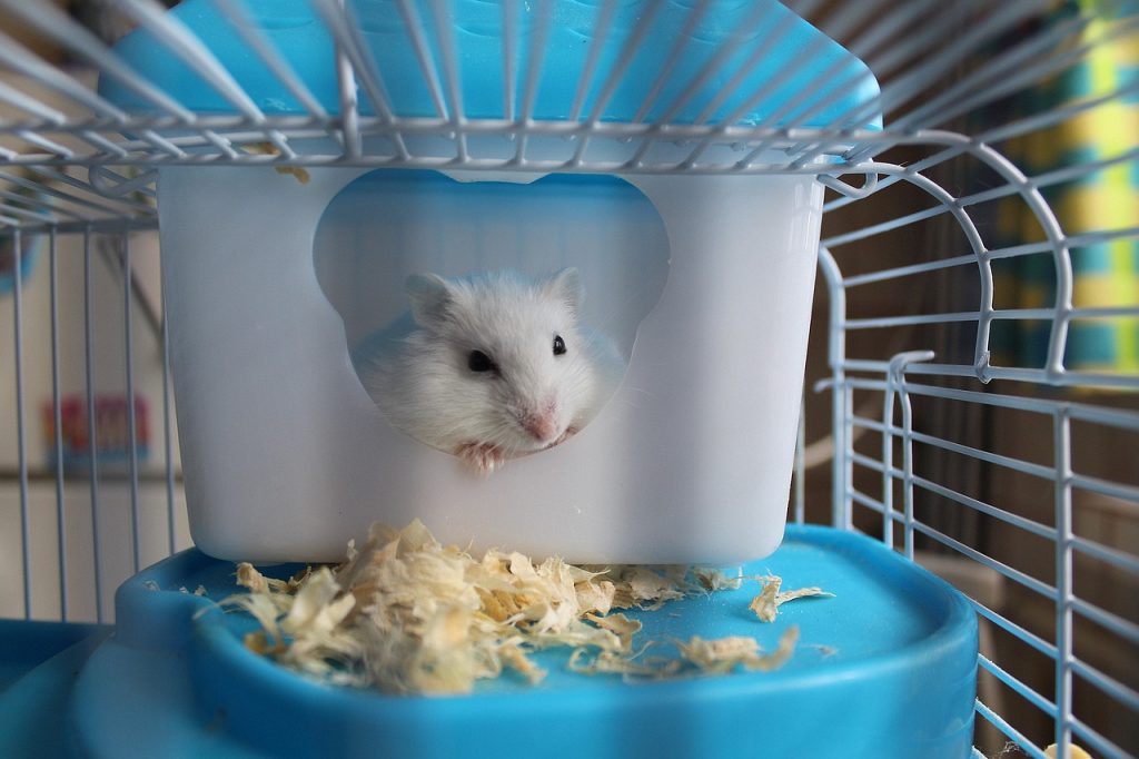 Les meilleures cages à hamster