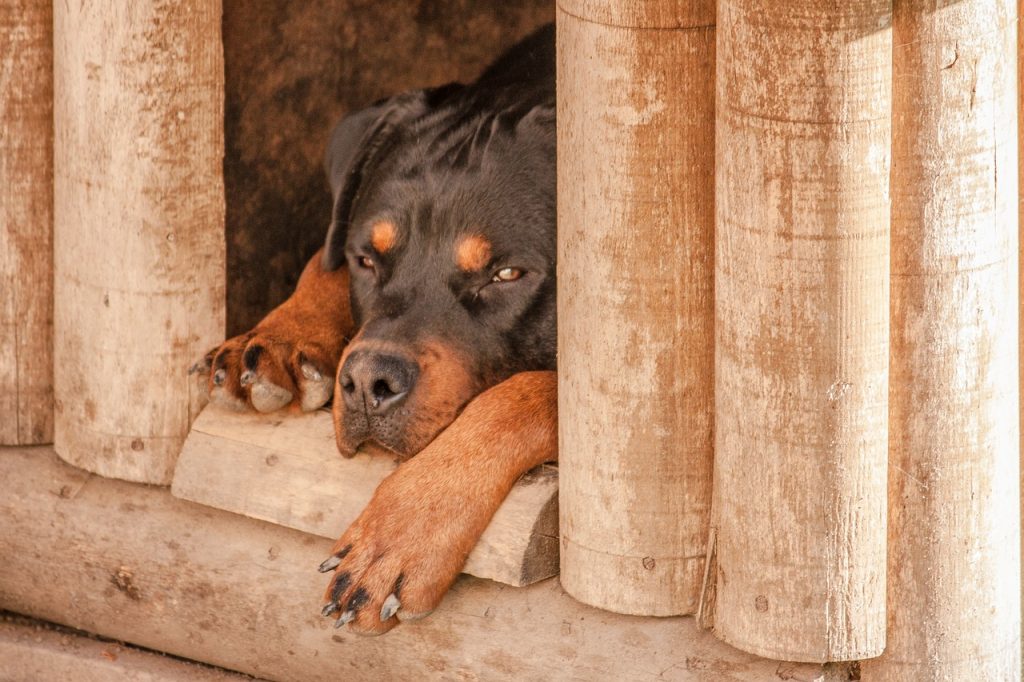 Les meilleures niches pour chiens de plein air de toutes tailles