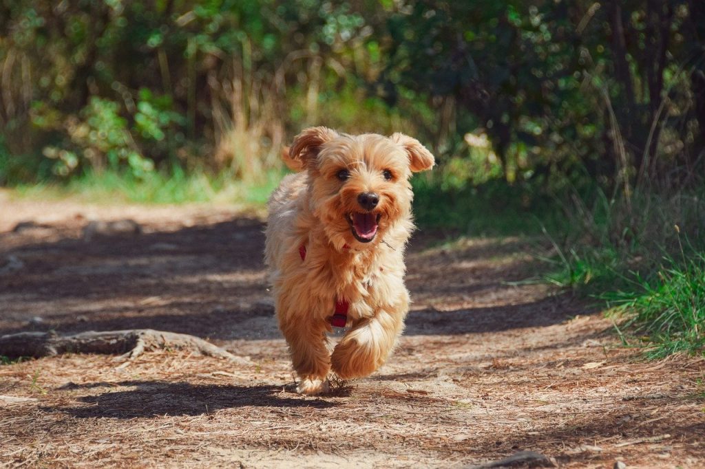 Les meilleures tondeuses à poils d'animaux