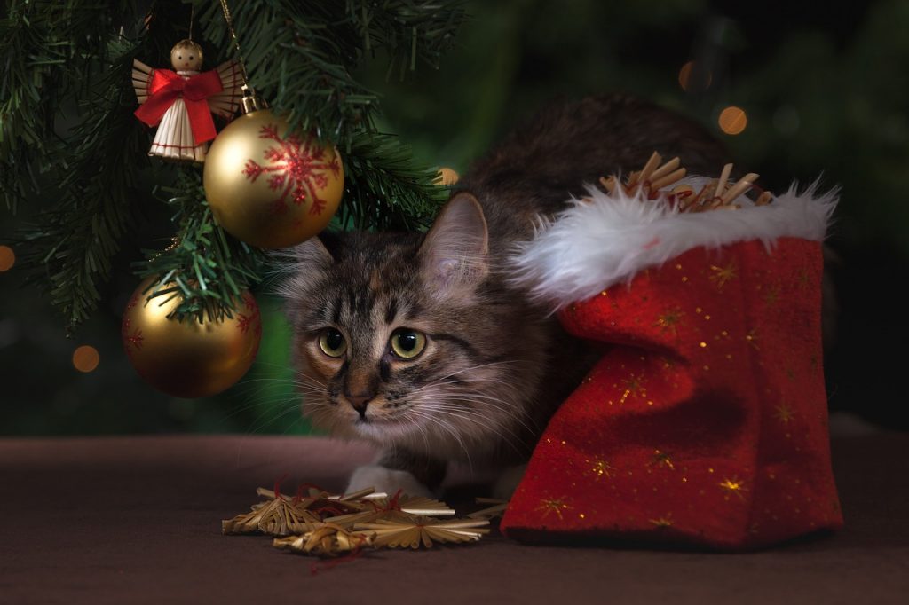 Les meilleurs arbres de Noël
