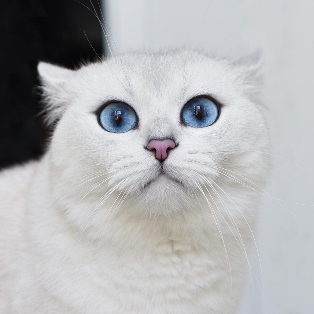Les meilleurs aspirateurs pour animaux de compagnie