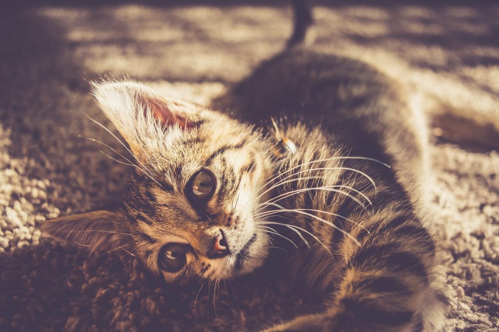 Les meilleurs grattoirs pour chats