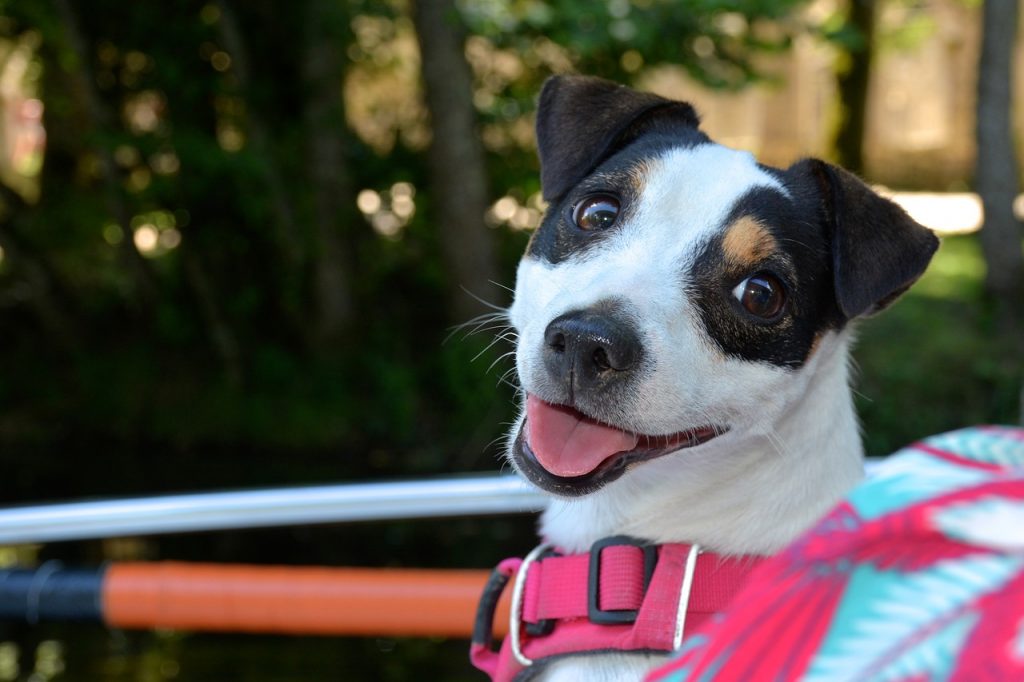 Les meilleurs harnais pour faire une promenade confortable et sûre avec votre chien