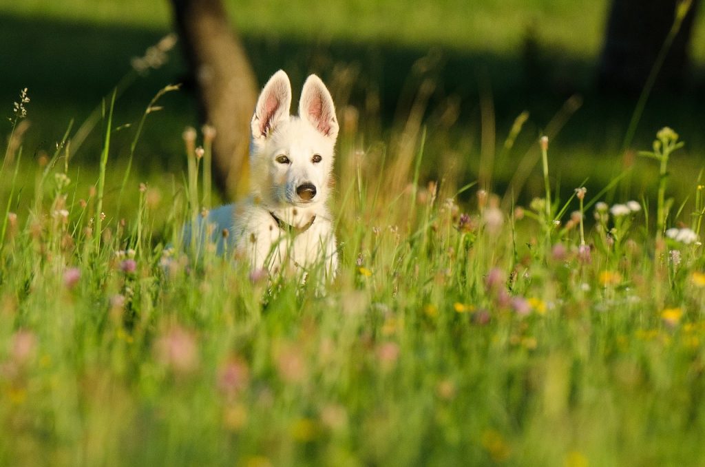 Les meilleurs jouets pour stimuler l'intelligence des chiens
