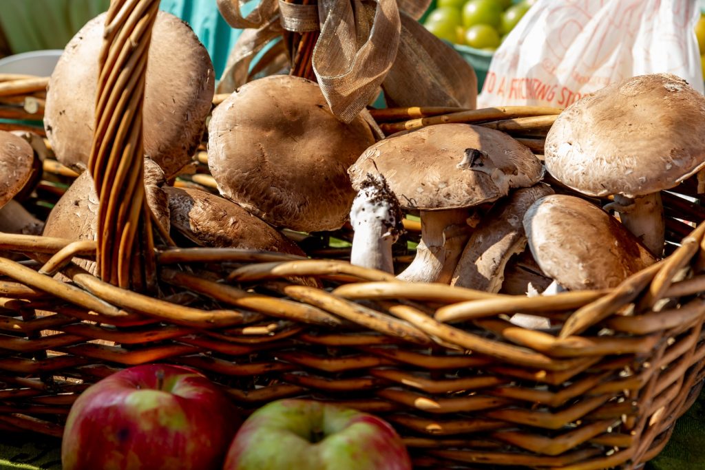 Les meilleurs paniers et sacs à dos pour récolter les champignons