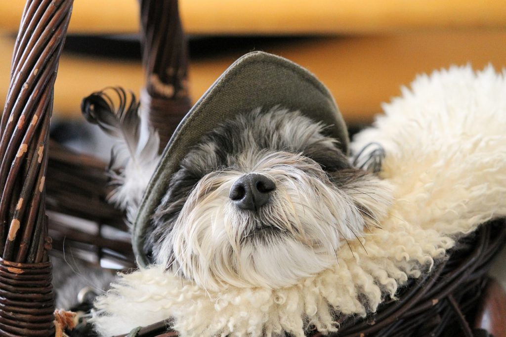 Les meilleurs paniers pour chiens