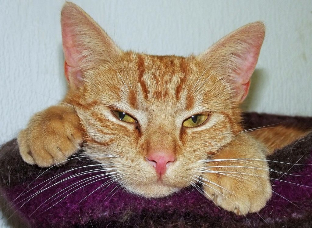Les meilleurs paniers troglodytes pour chats