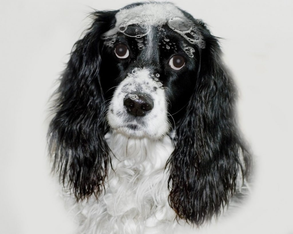 Les meilleurs shampooings pour chiens