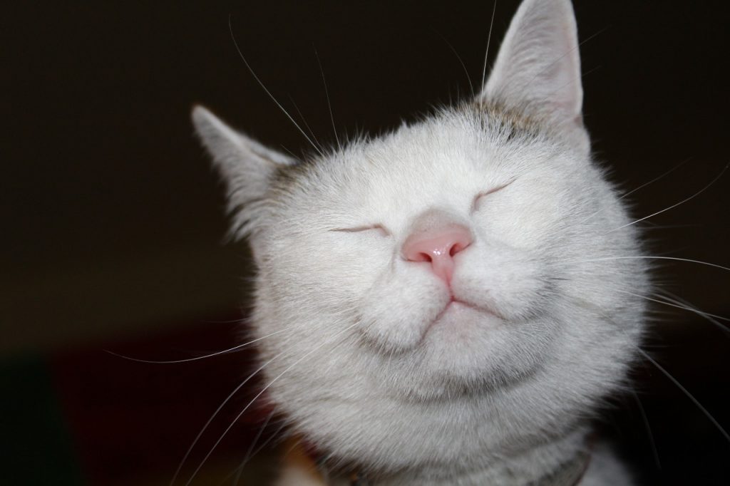 Les meilleurs transporteurs pour chats (ou petits chiens)